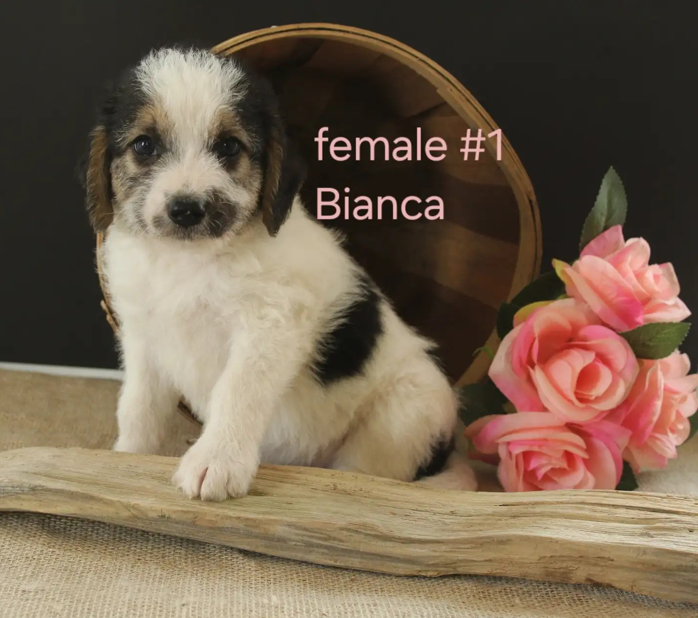 Bianca