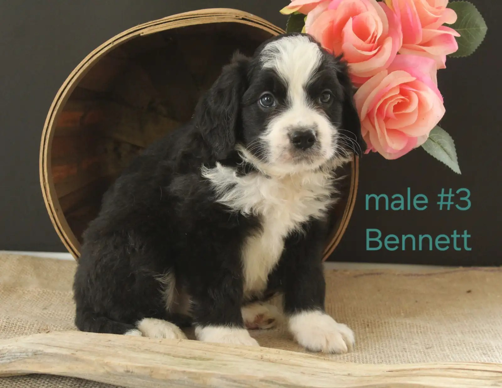 Bennett