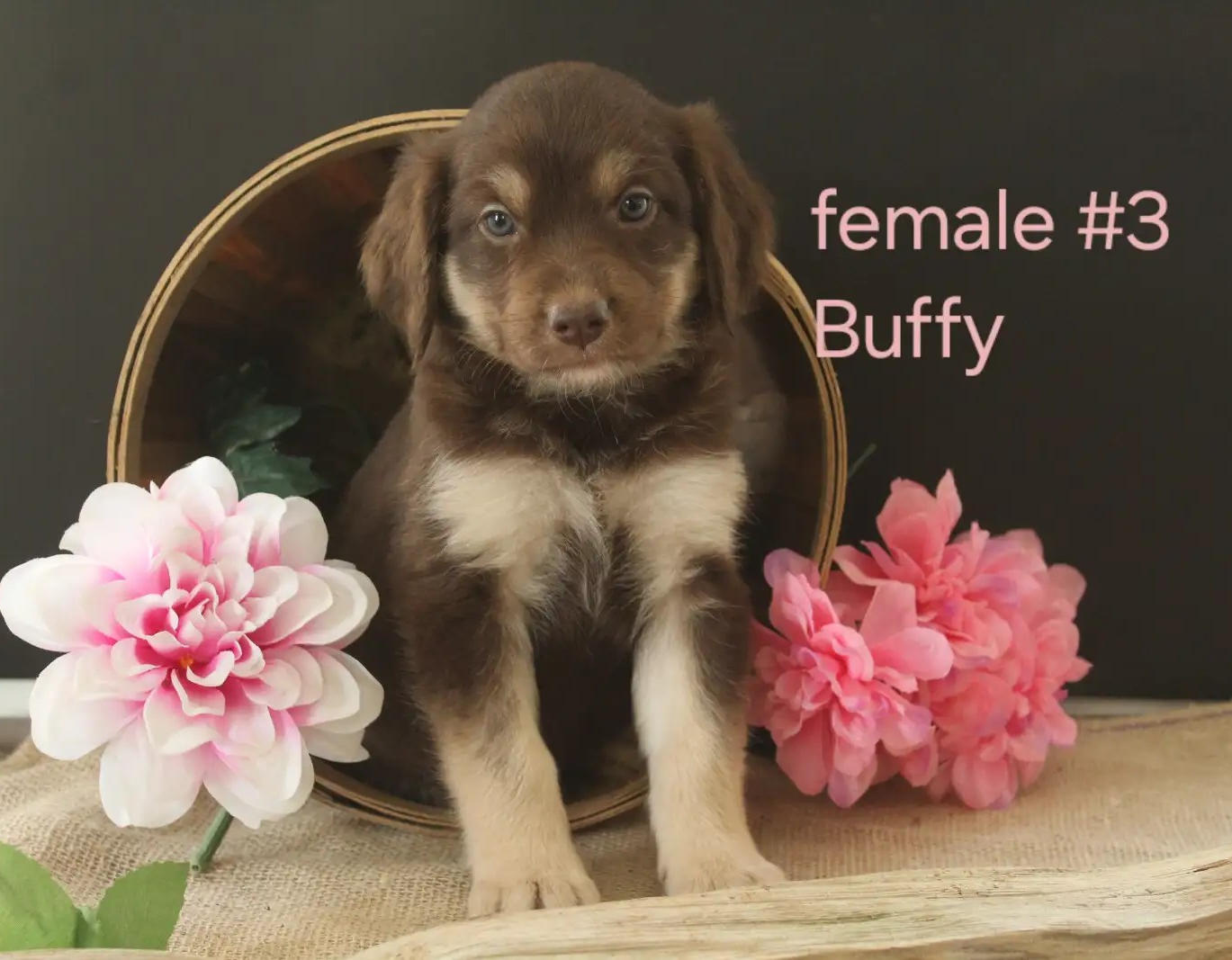 Buffy