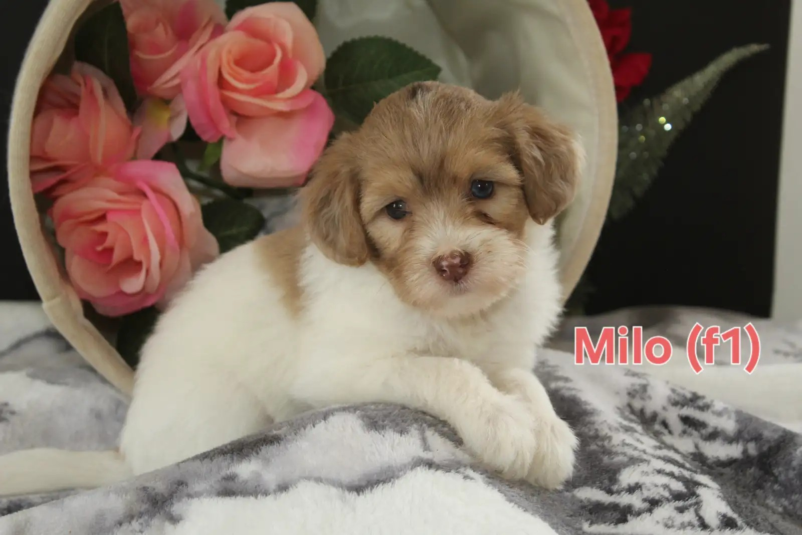 Milo