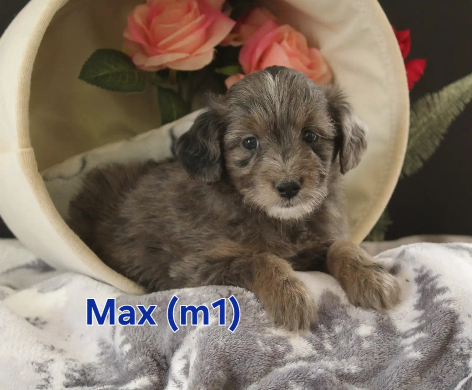 Max