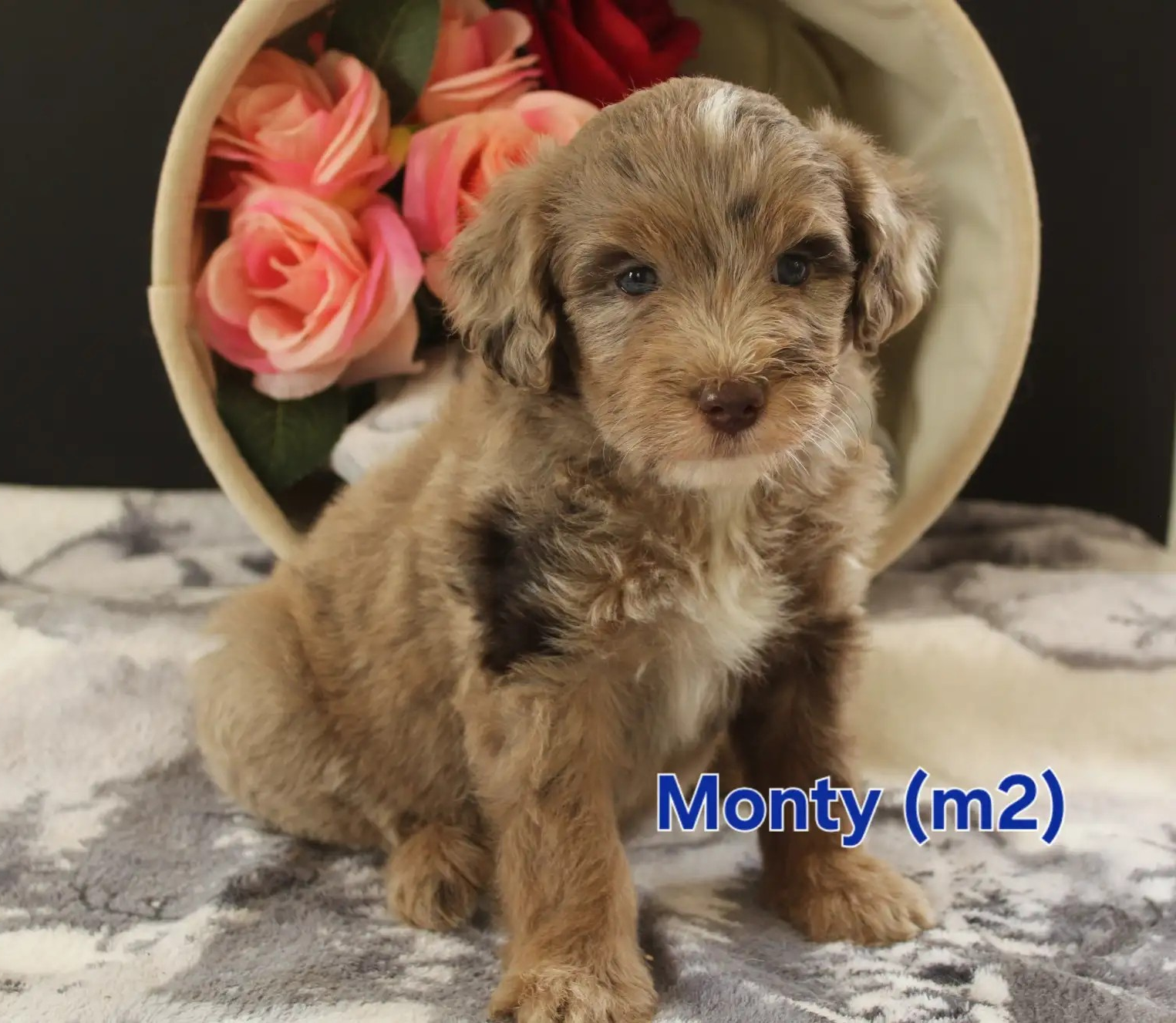 Monty