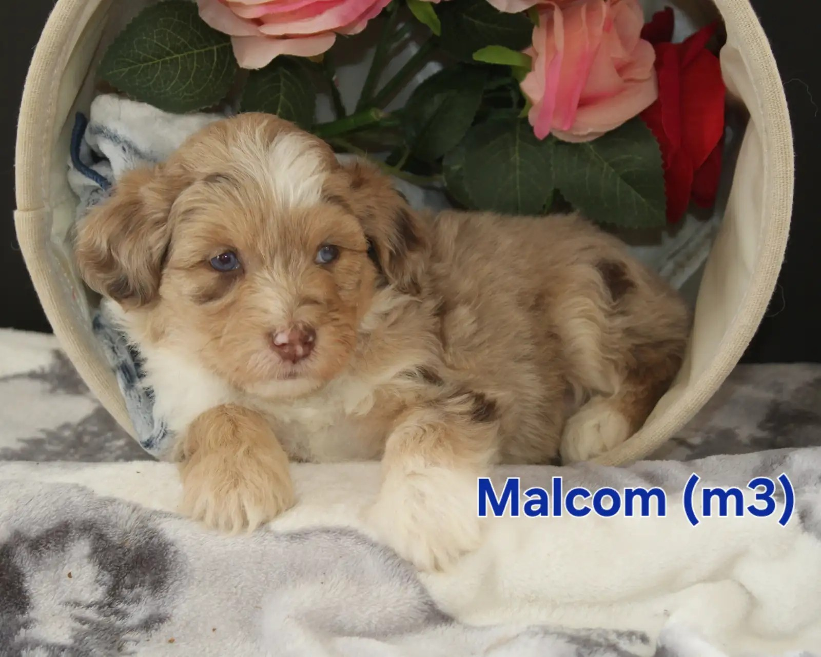Malcom
