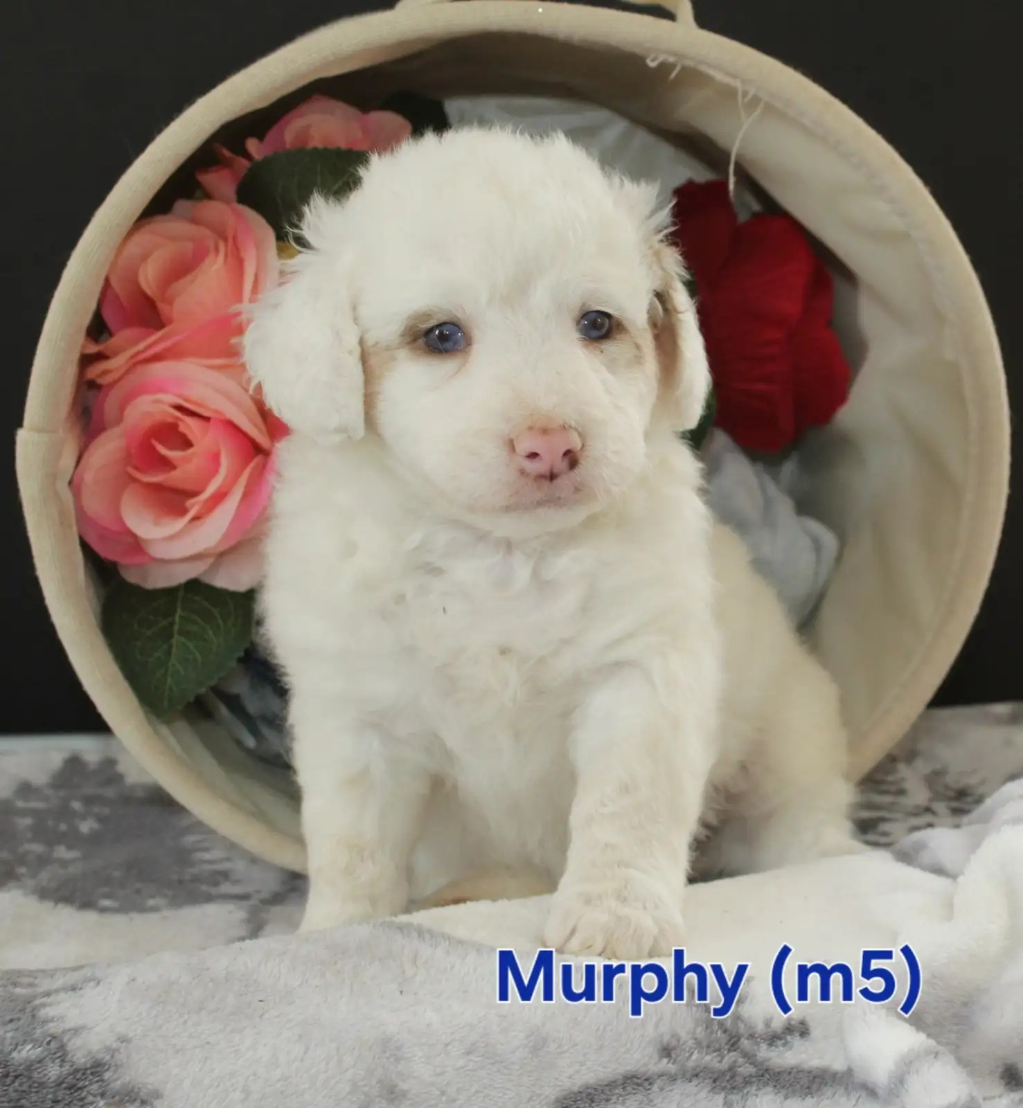 Murphy