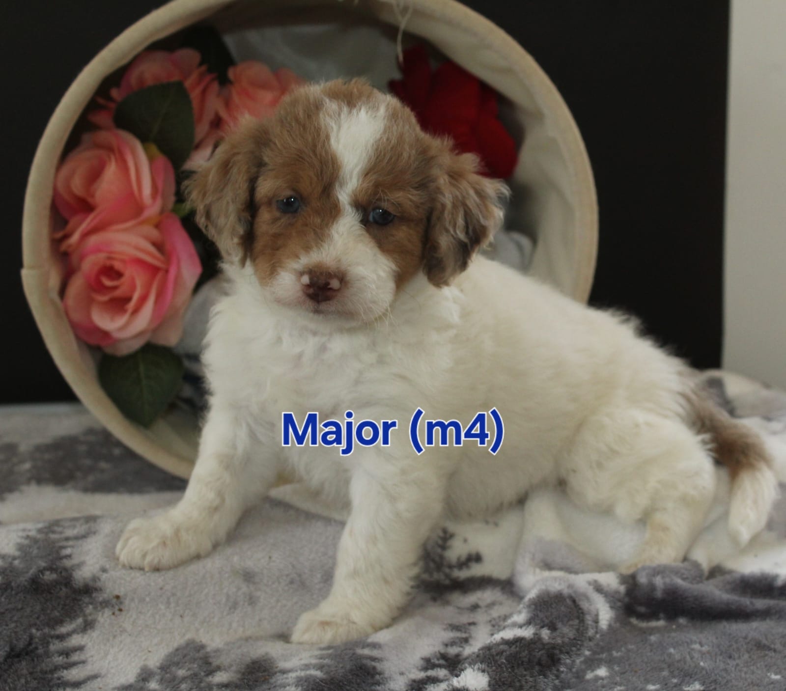 Major