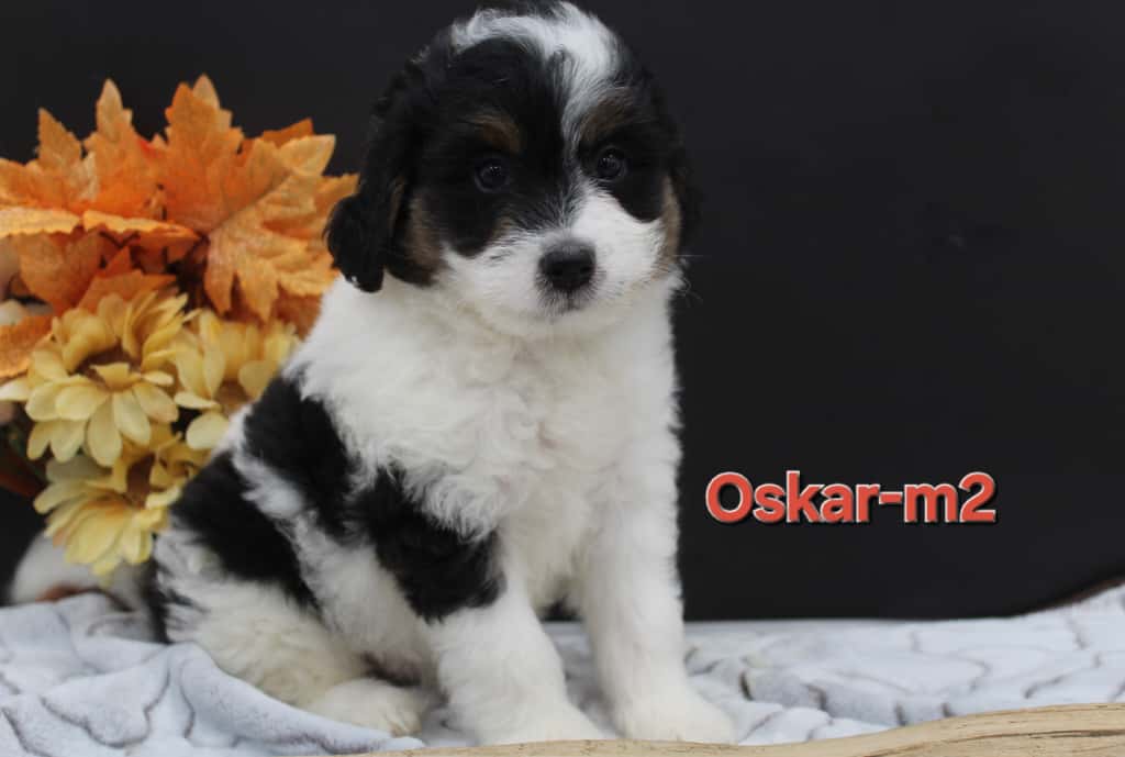 Oskar