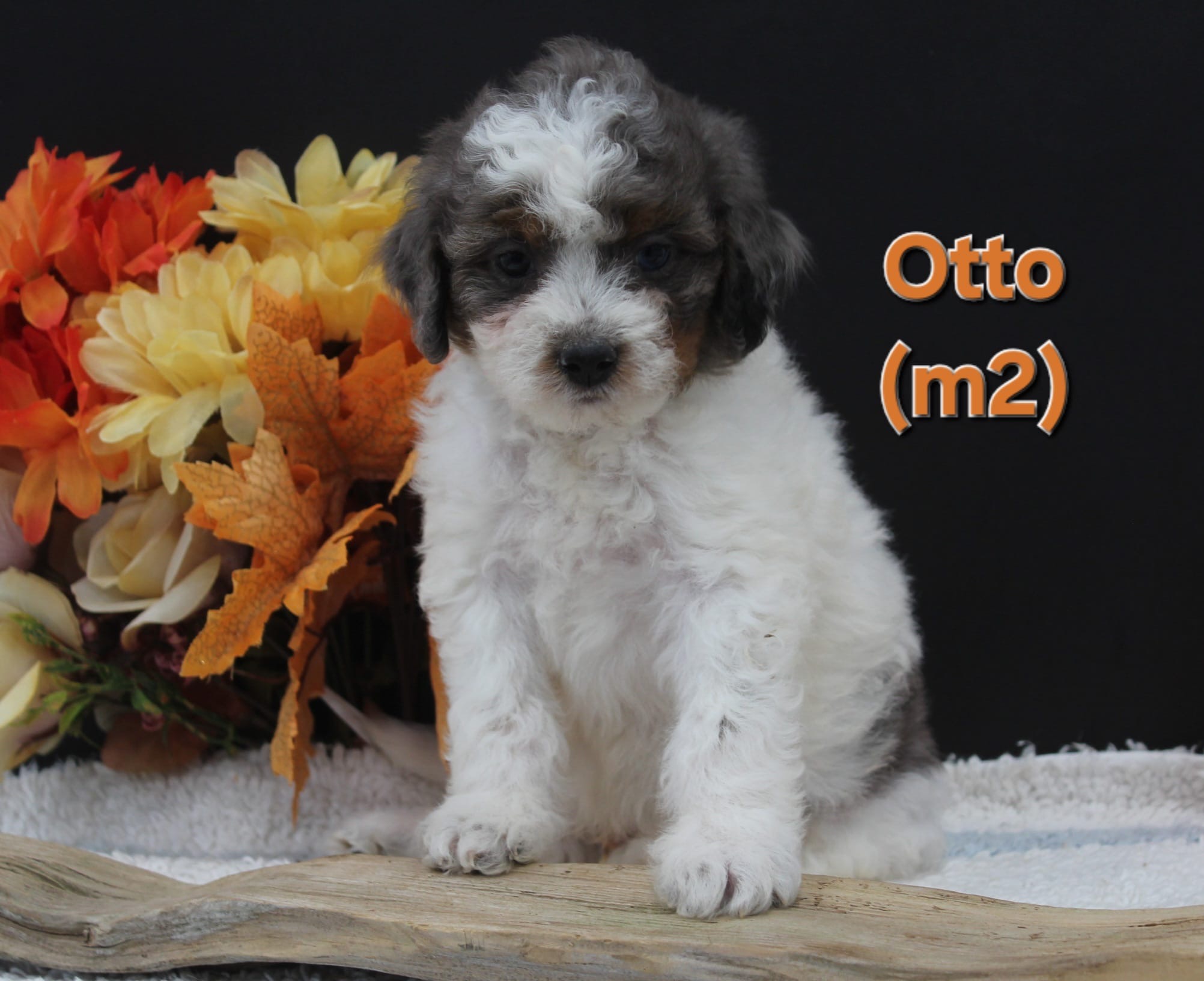 Otto