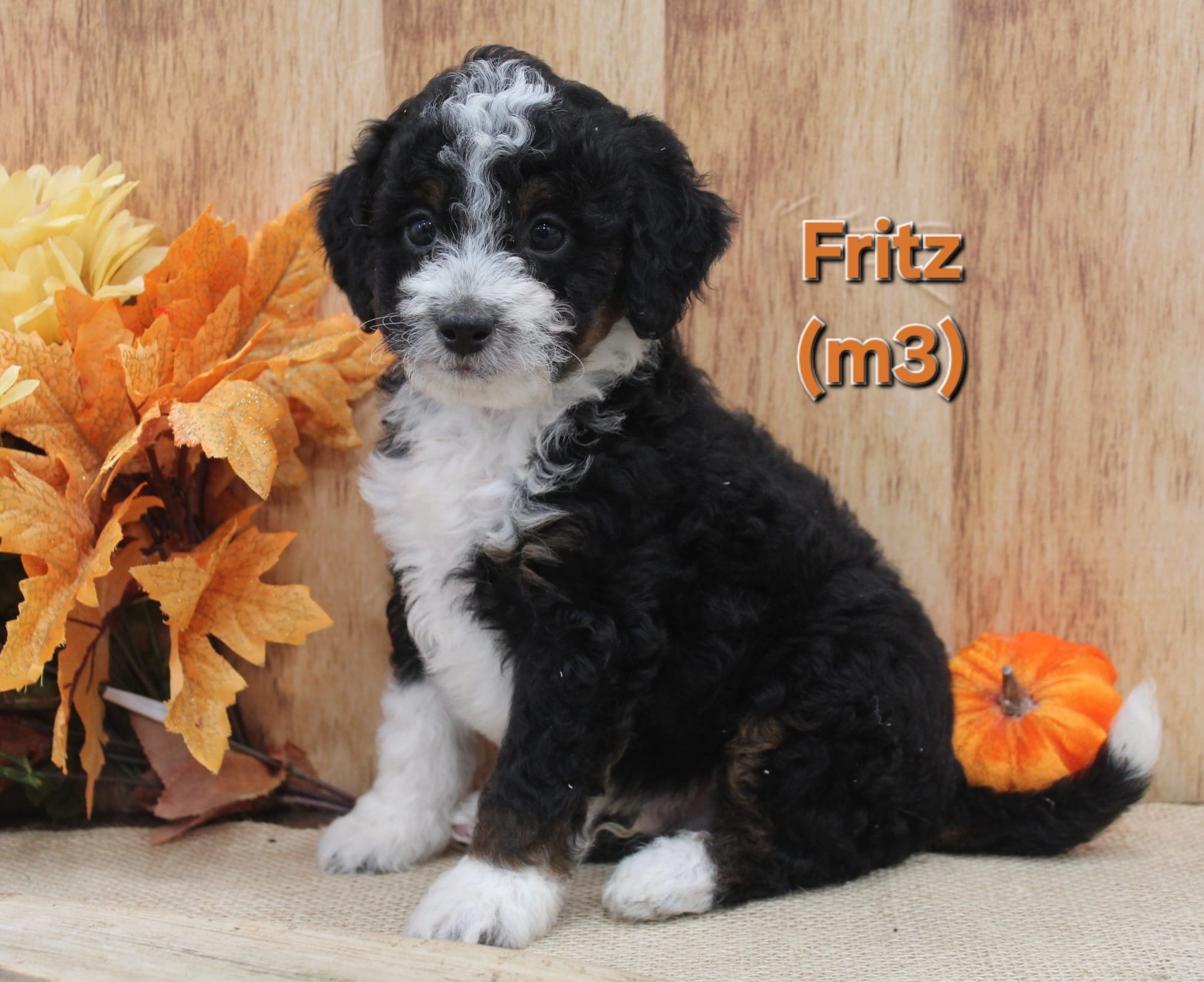 Fritz