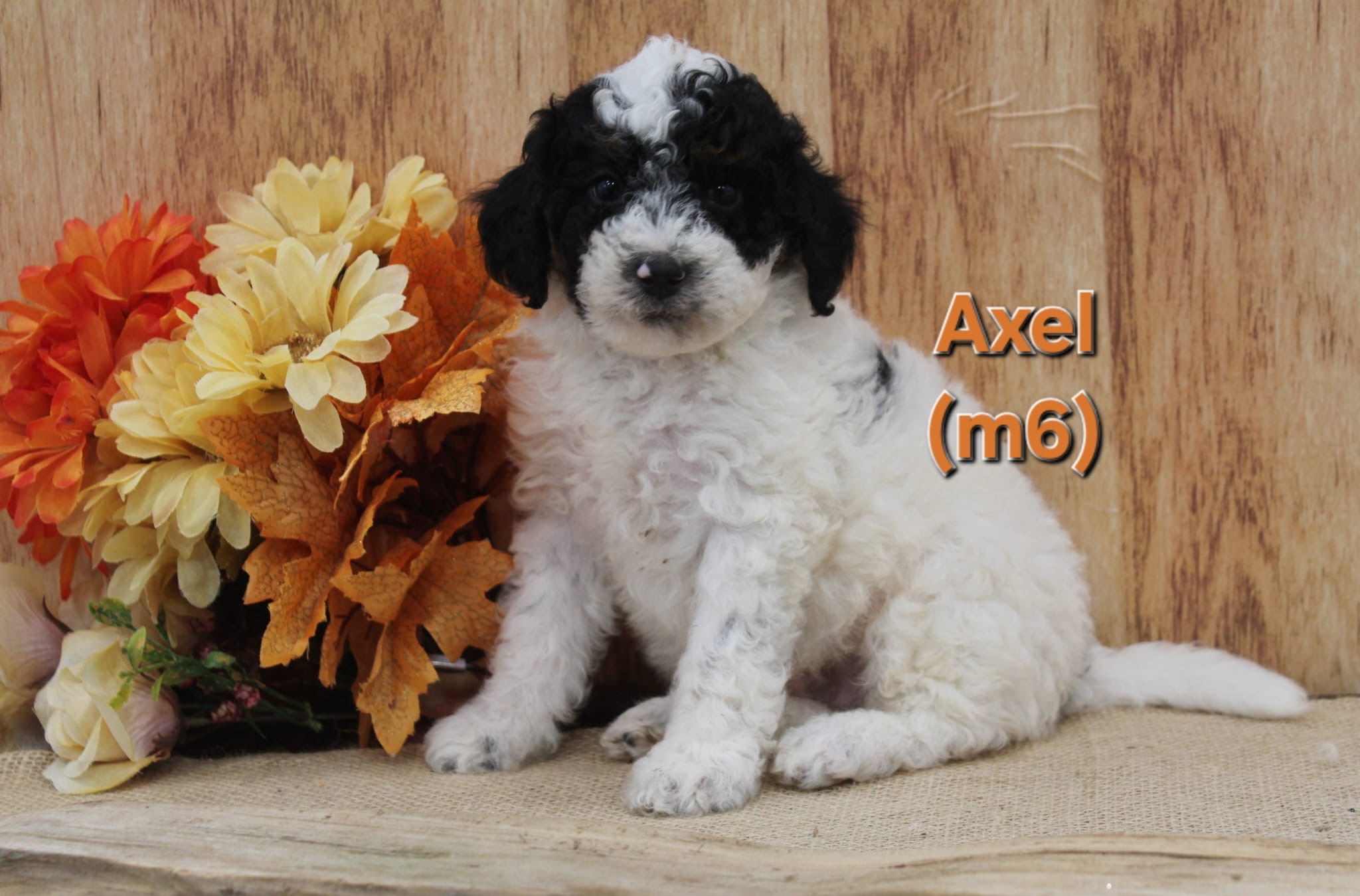 Axel