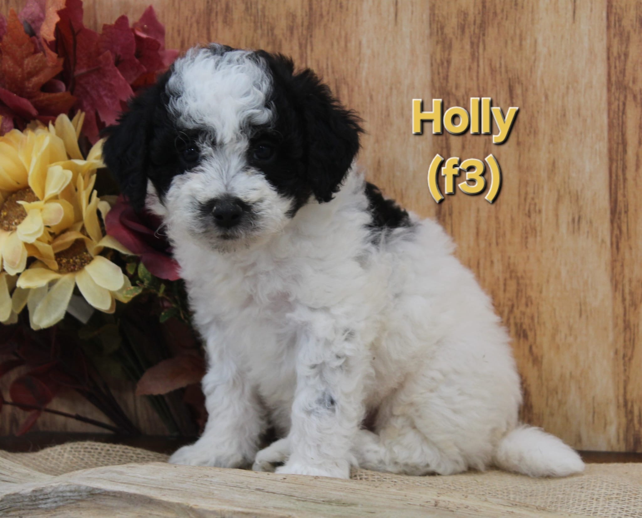 Holly