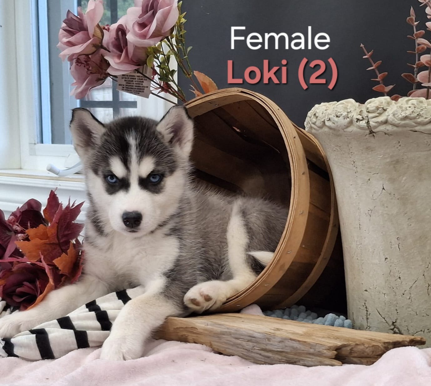 Loki