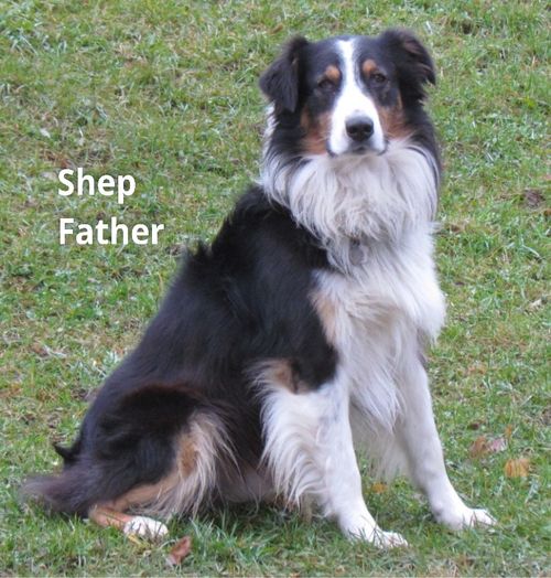 Shep *not onsite