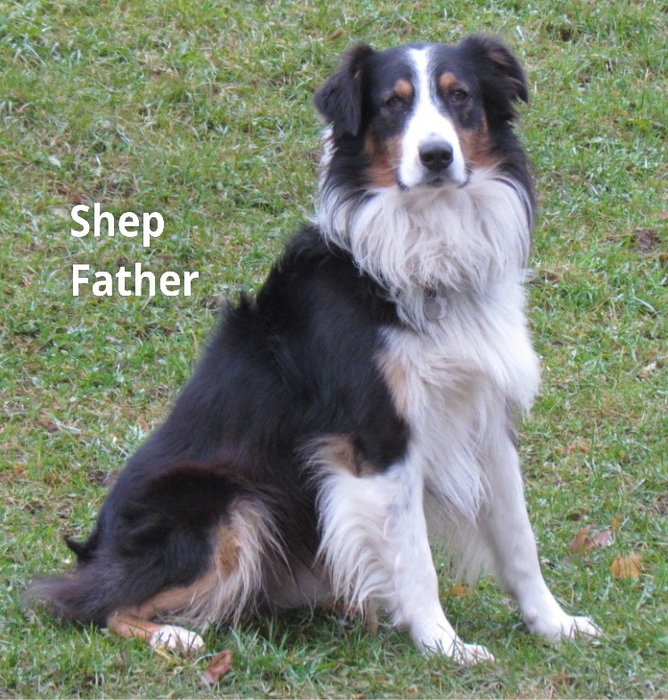 Shep *not onsite