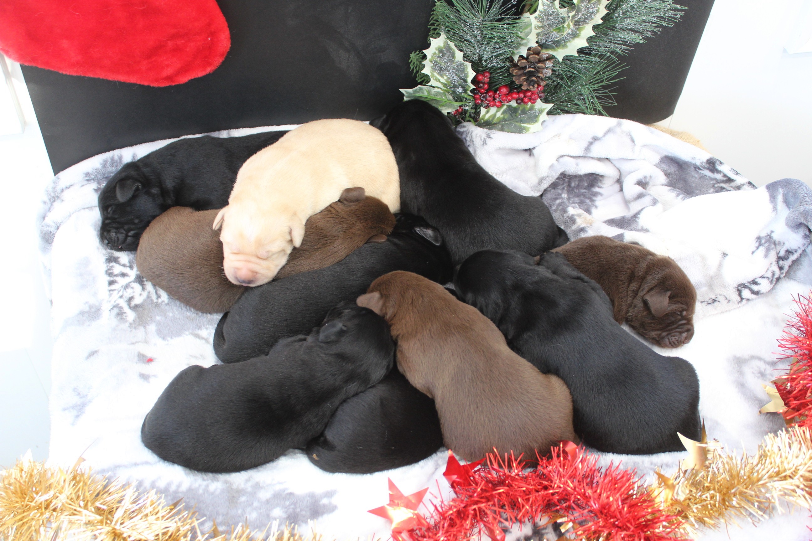 Labrador Retrievers