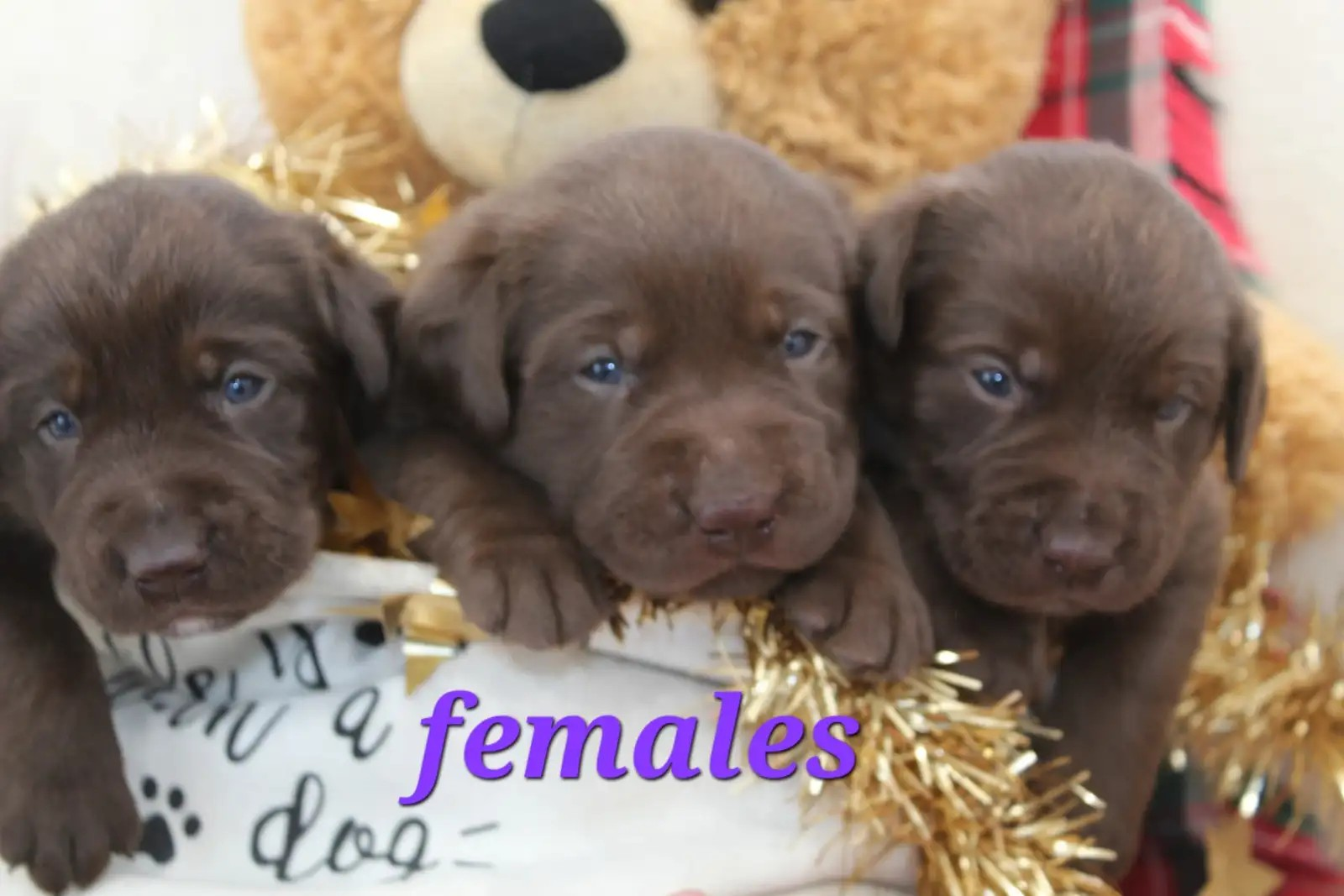Chocolate Lab females