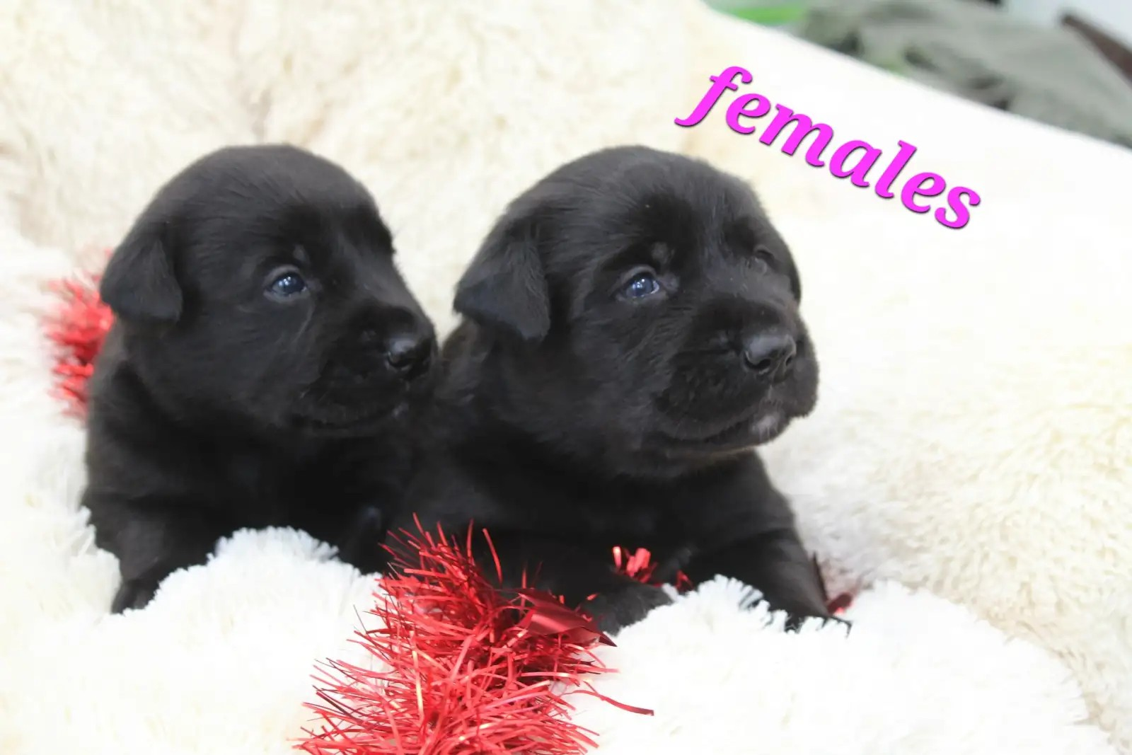 Black Lab females