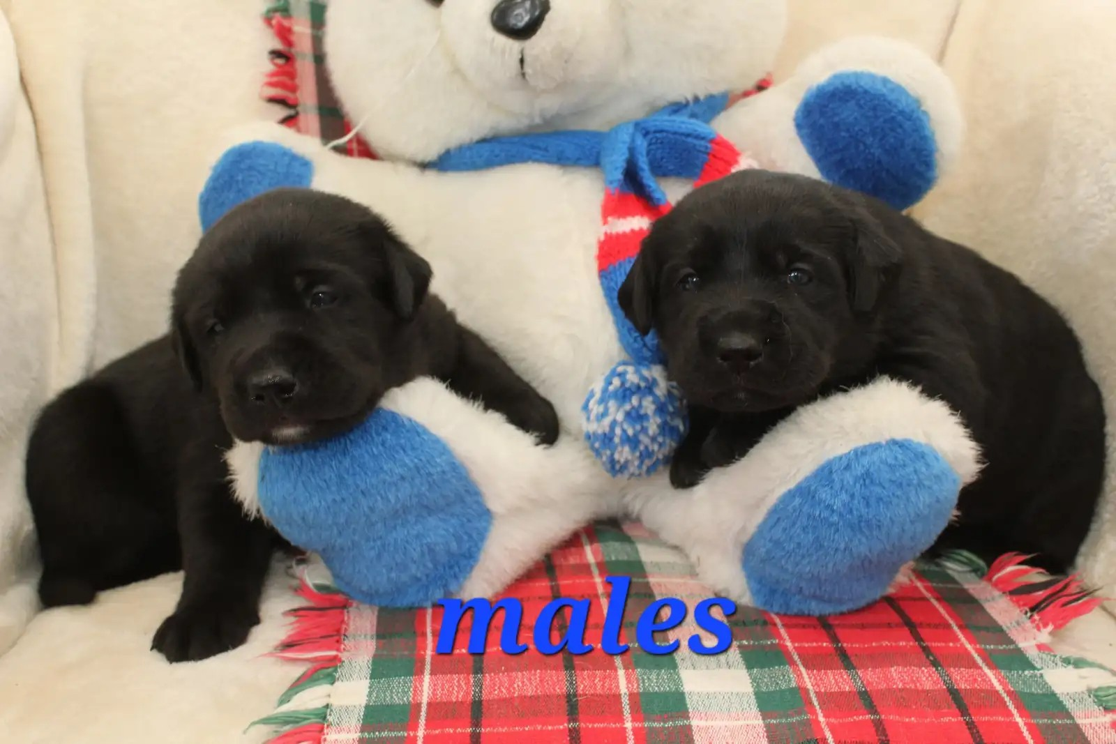 Black Lab males