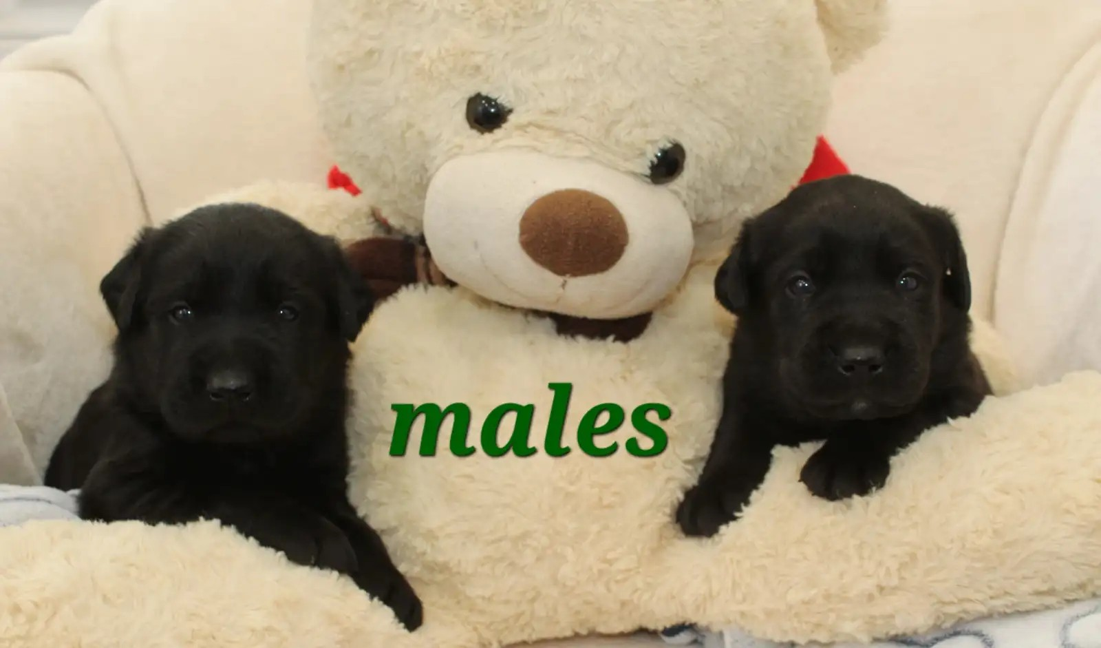 Black Lab males