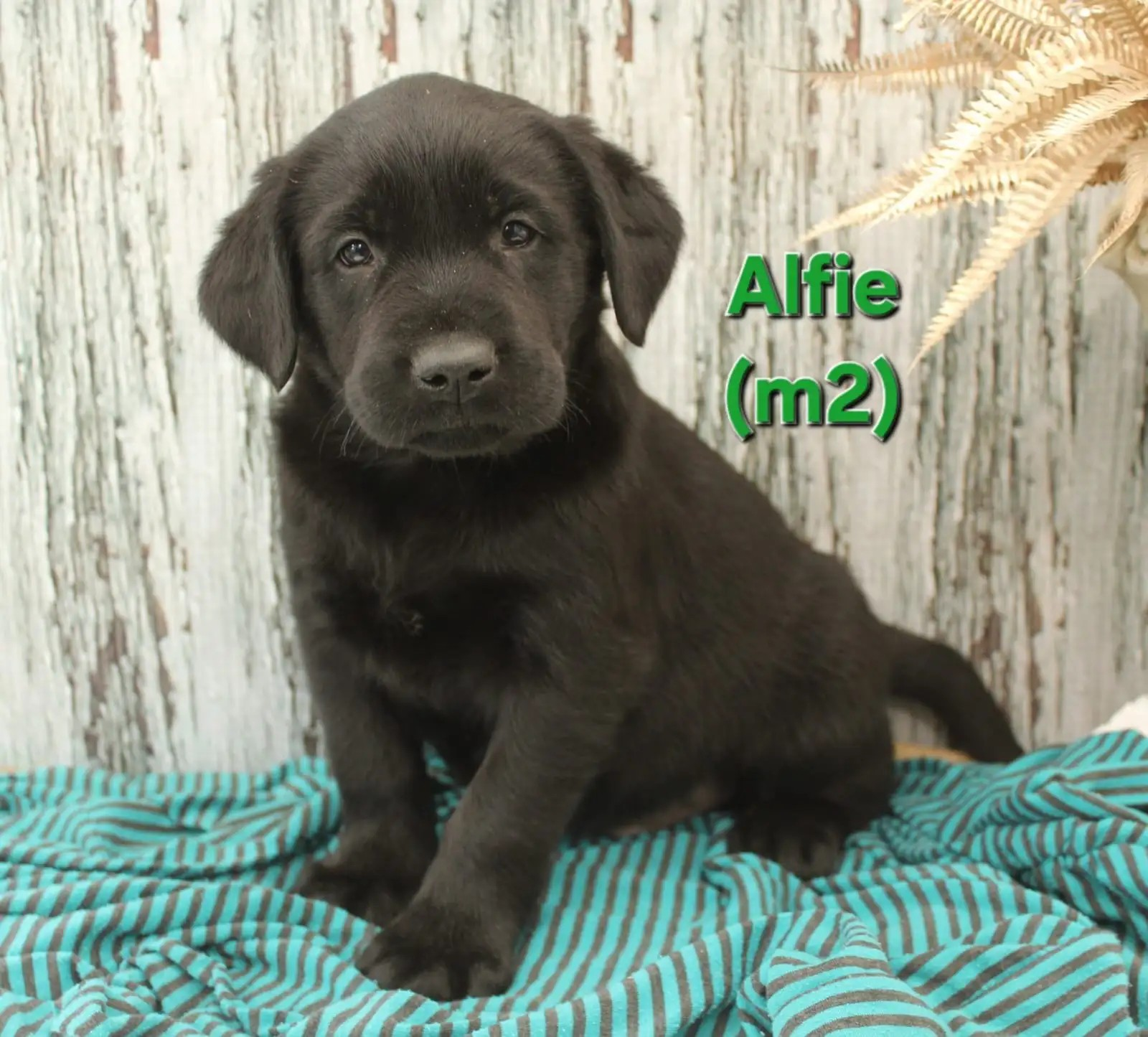 Alfie