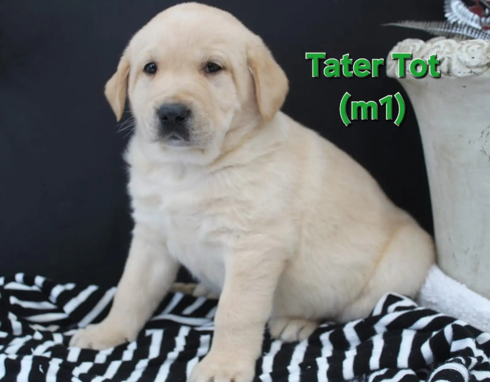 Tater Tot