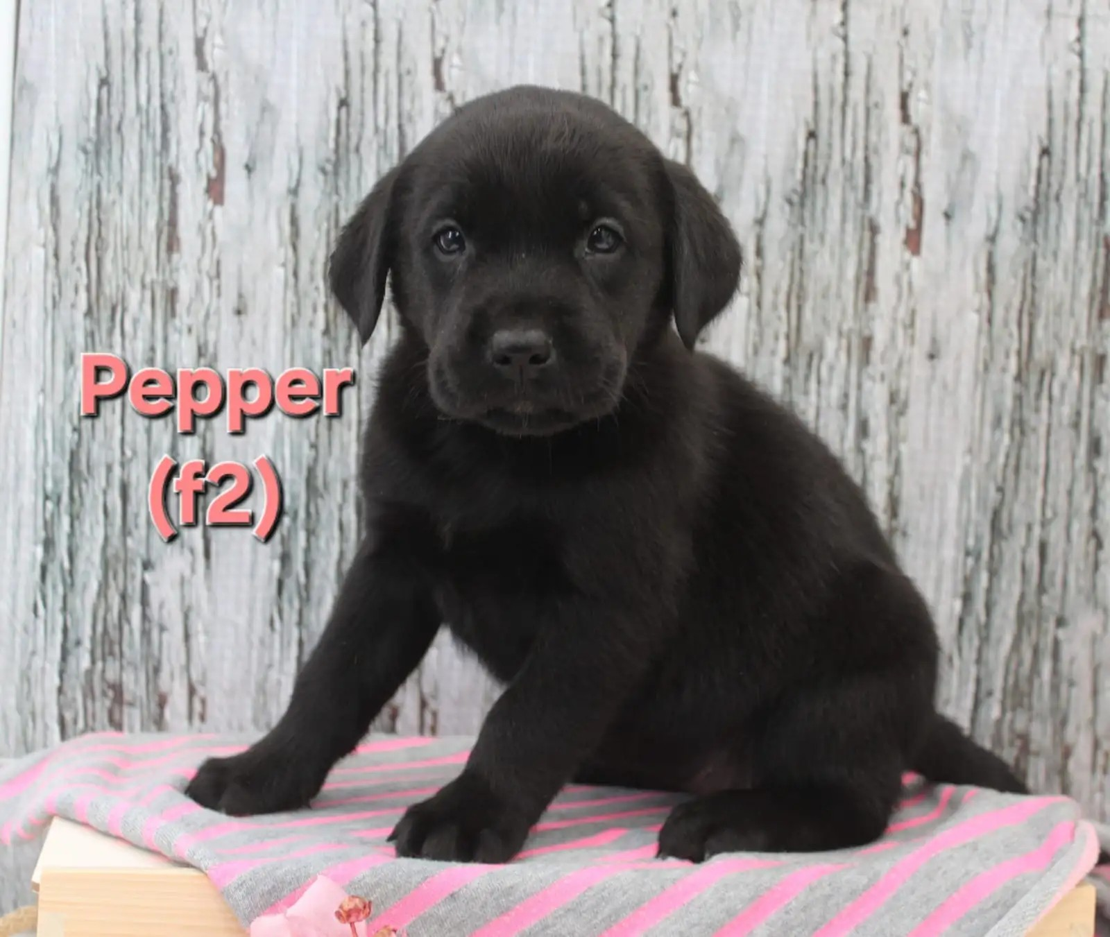 Pepper