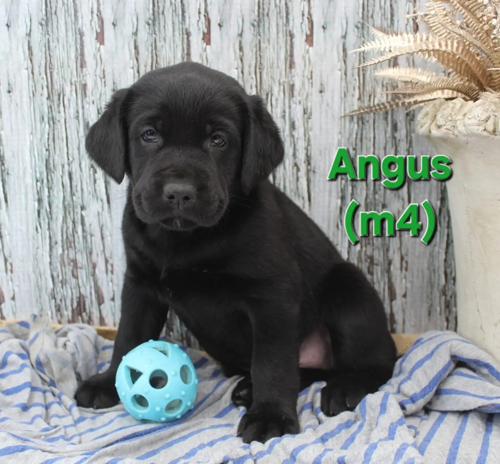 Angus