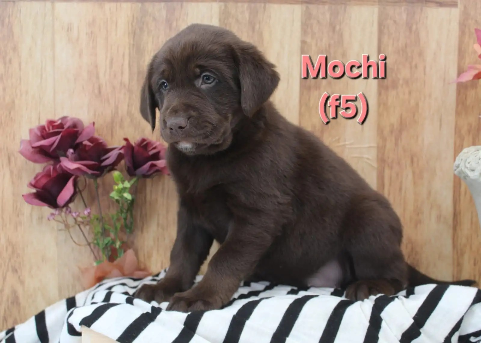 Mochi