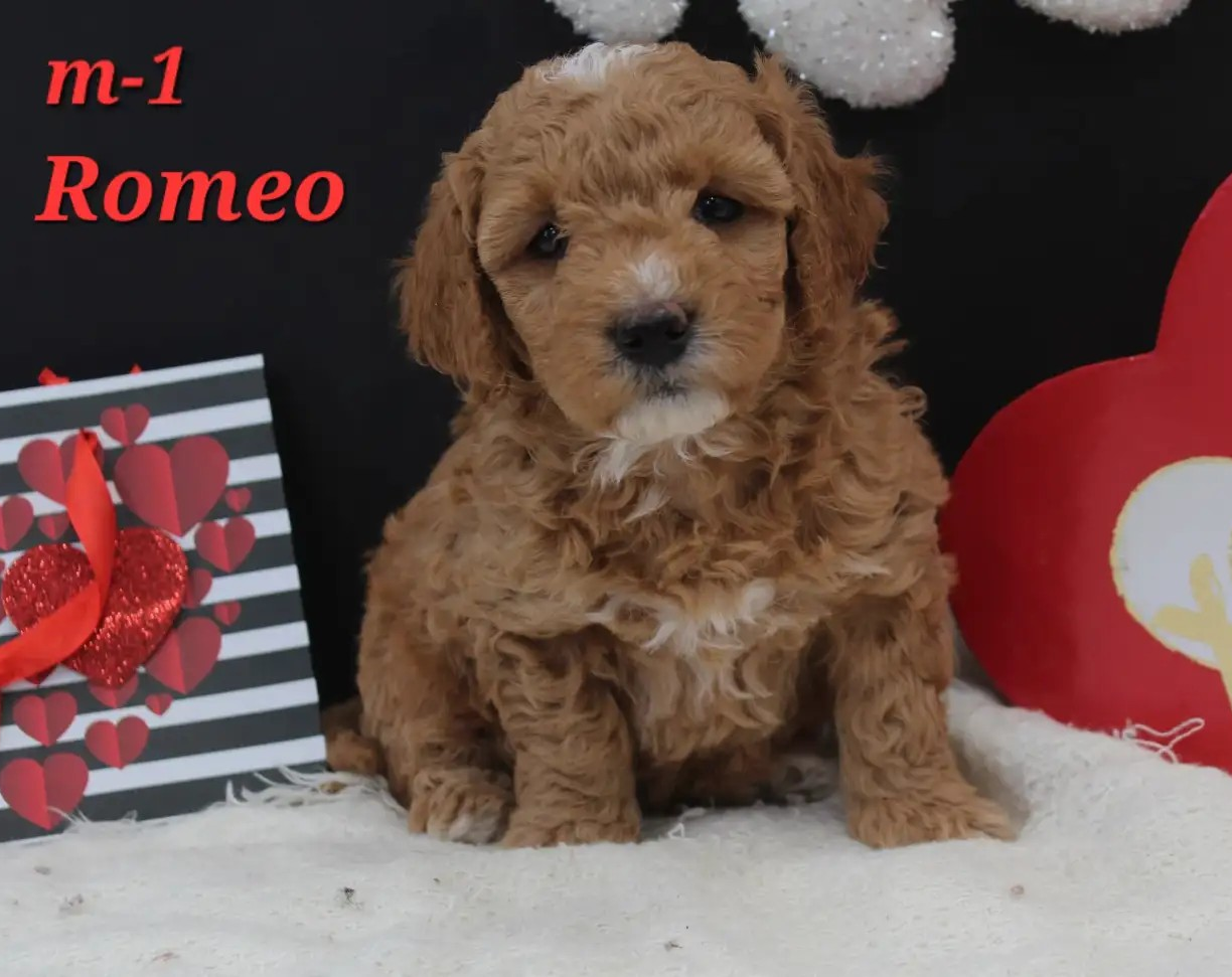 Romeo