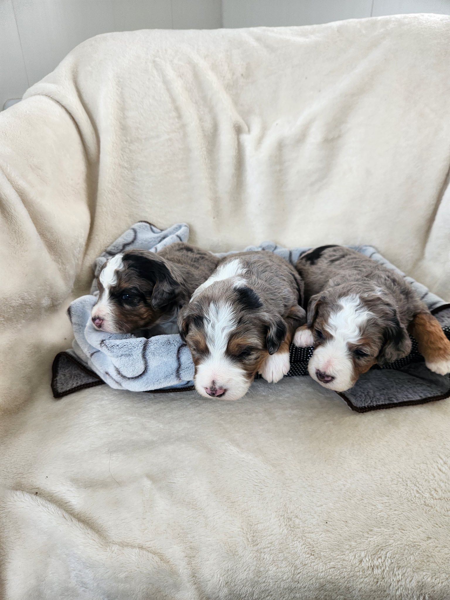 Blue Merle Males