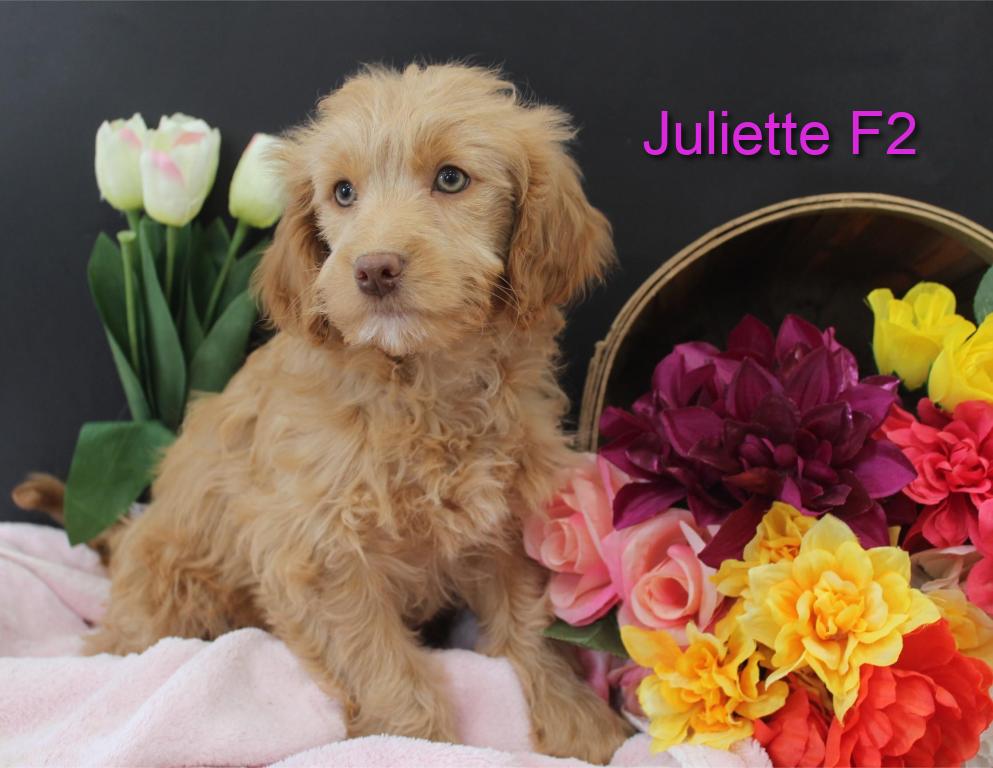 Juliette