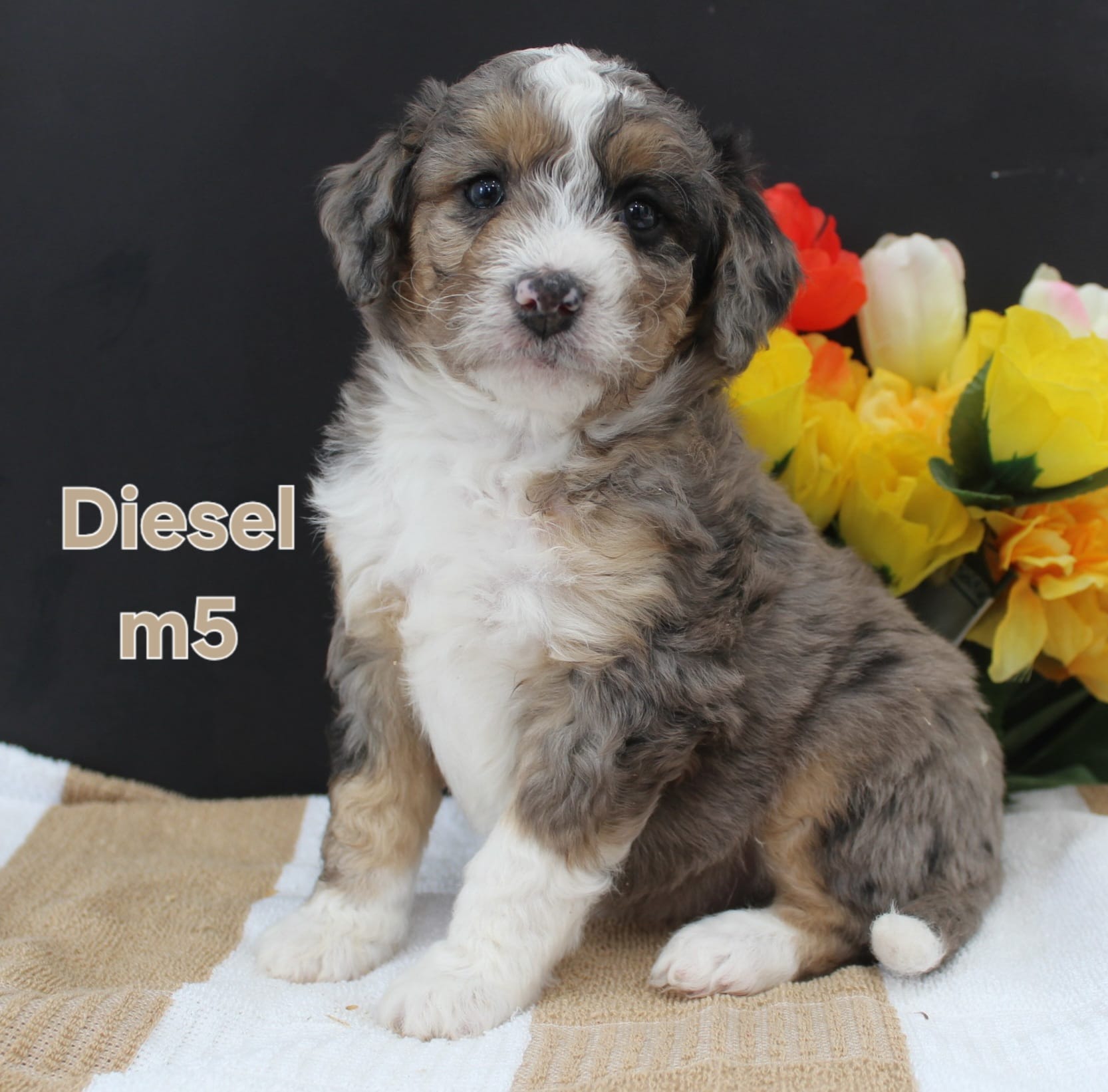 Diesel