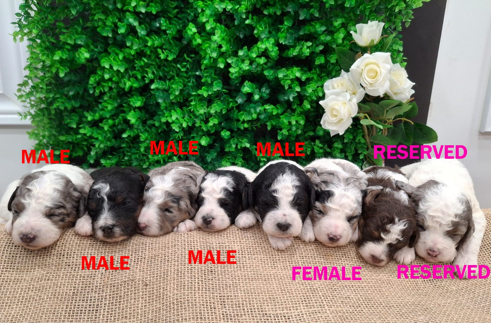 F1B Mini Bernedoodles
