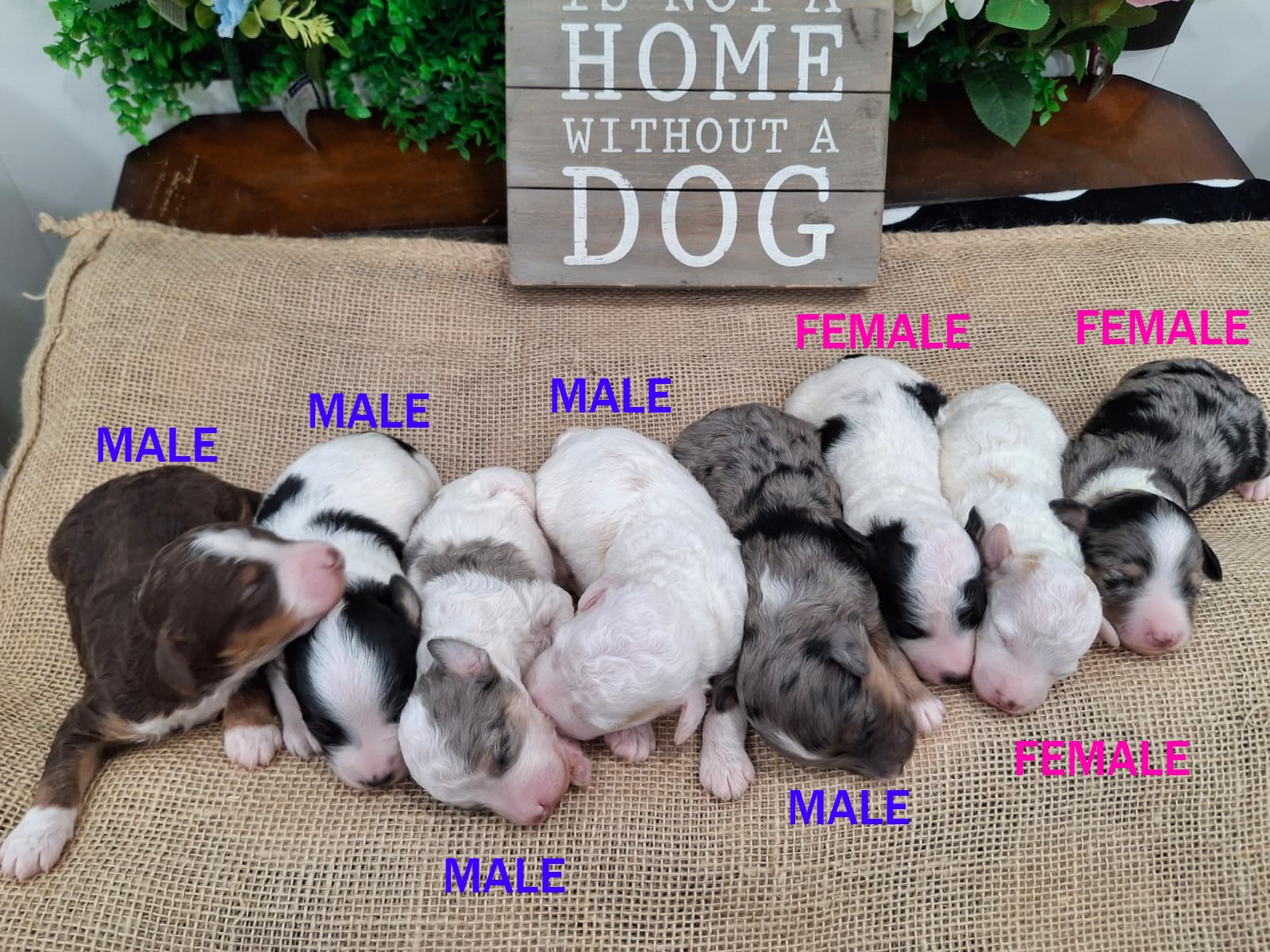 F1B Mini Aussiedoodles