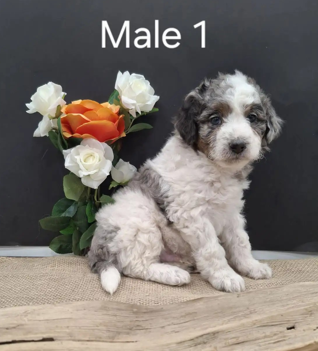 Male 1