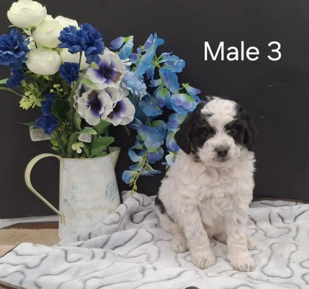 Male 3