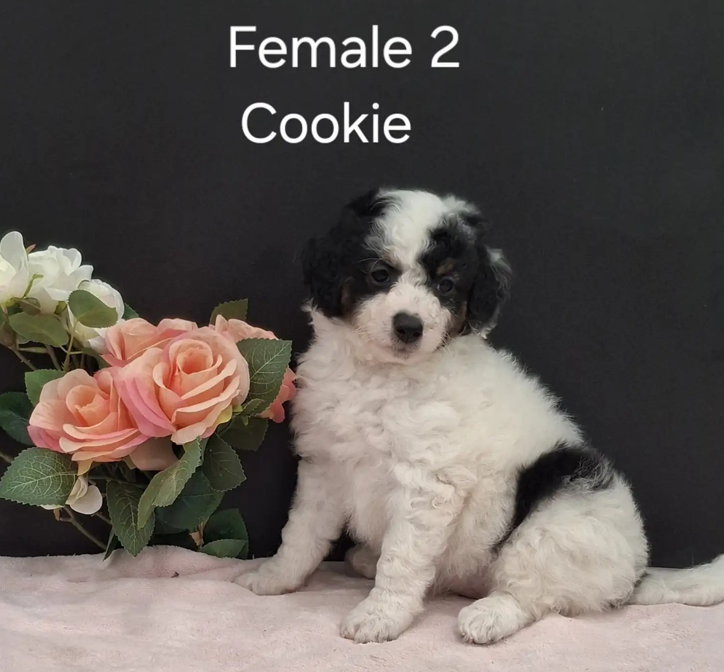 Cookie