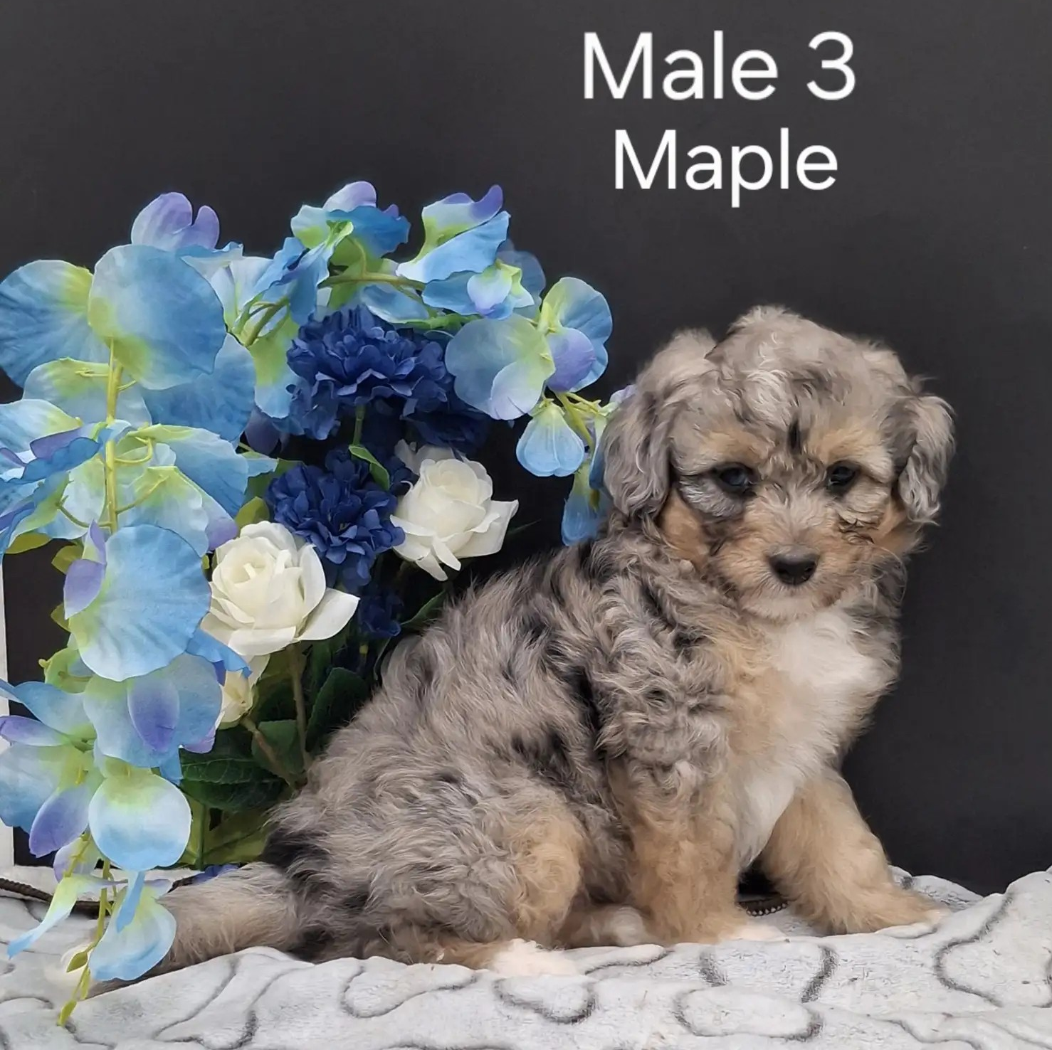 Maple