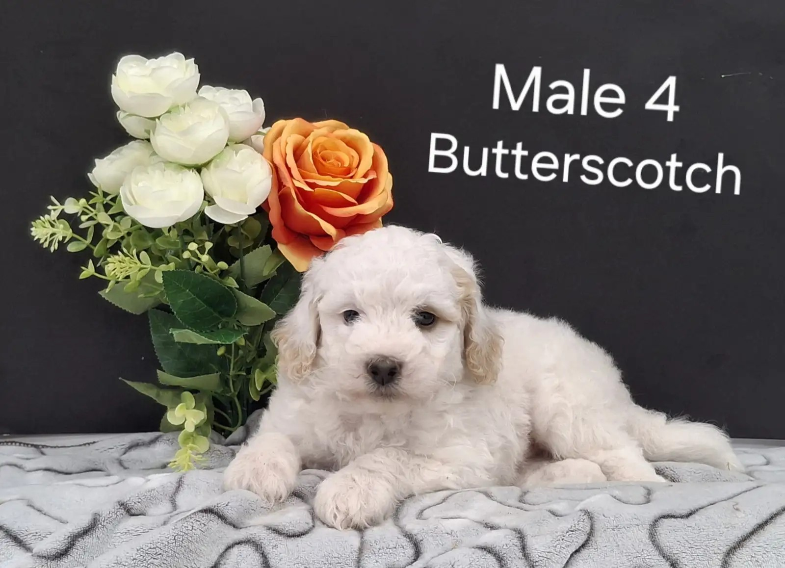 Butterscotch