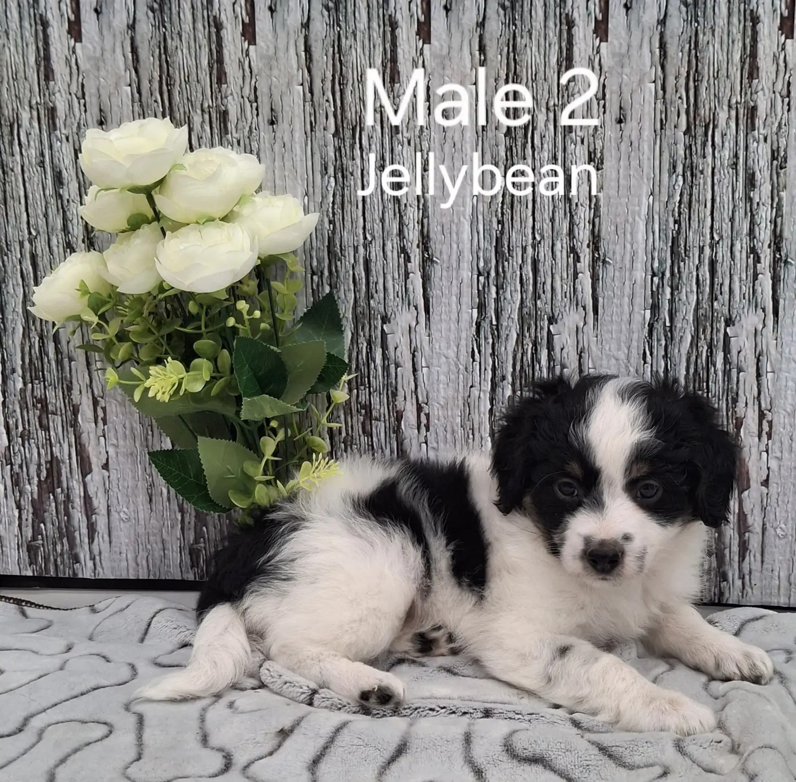 Jellybean