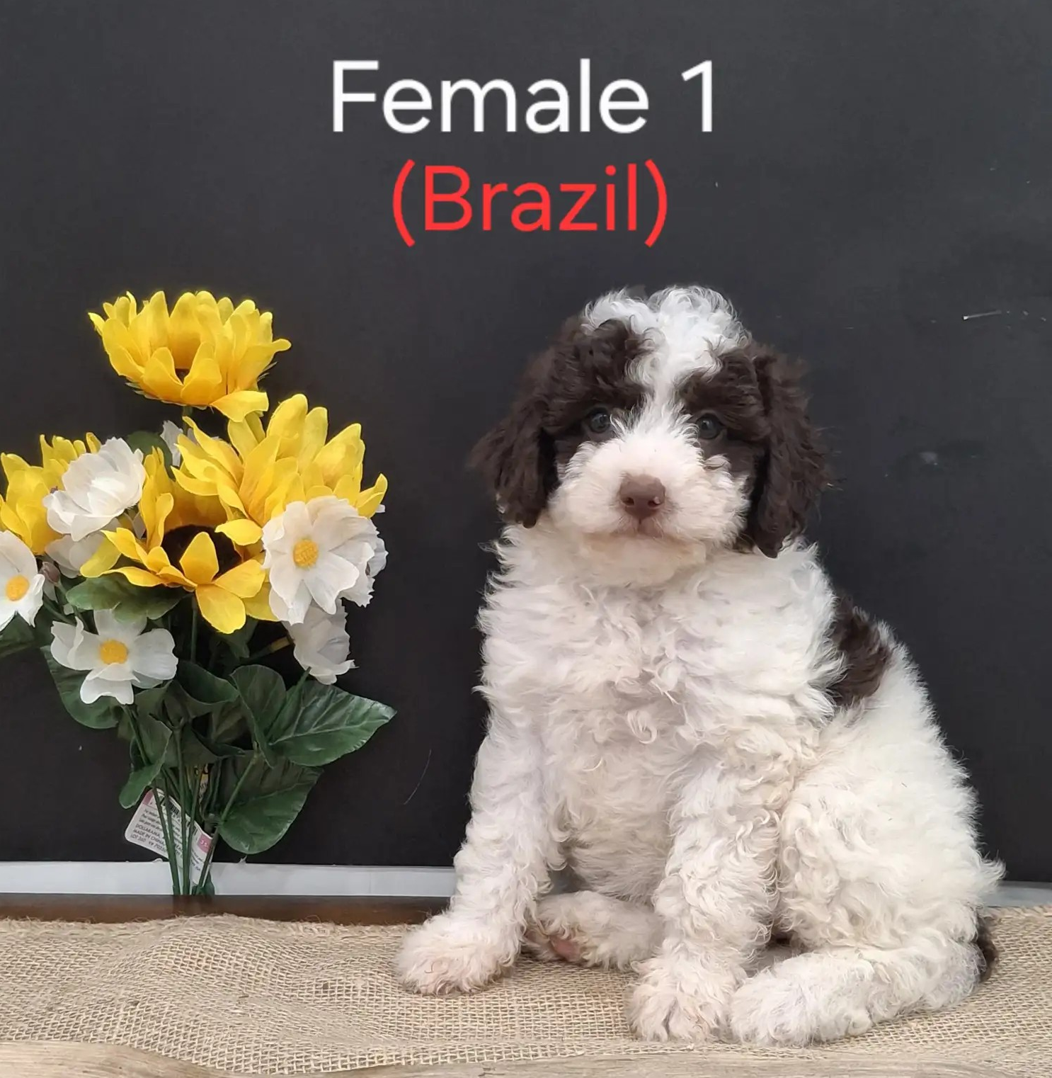 Brazil