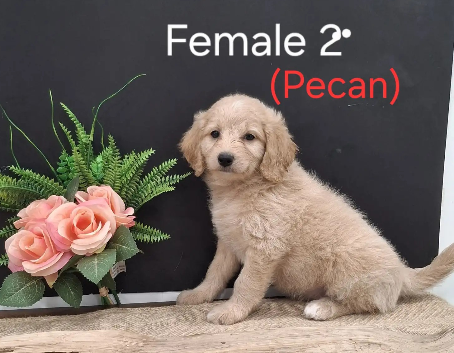 Pecan