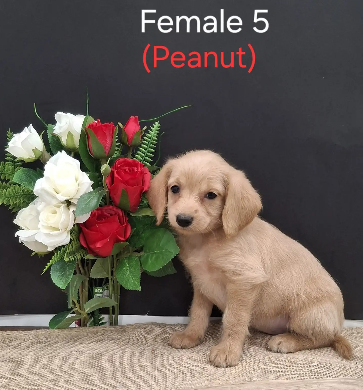 Peanut