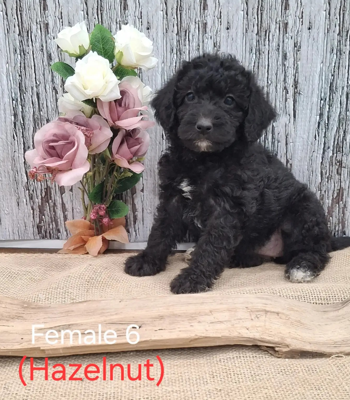 Hazelnut