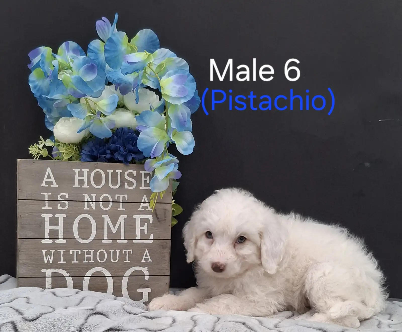Pistachio