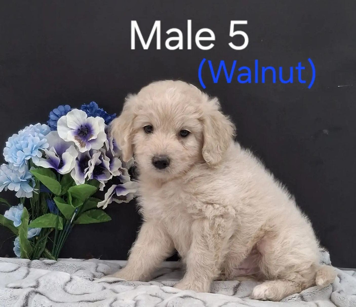 Walnut