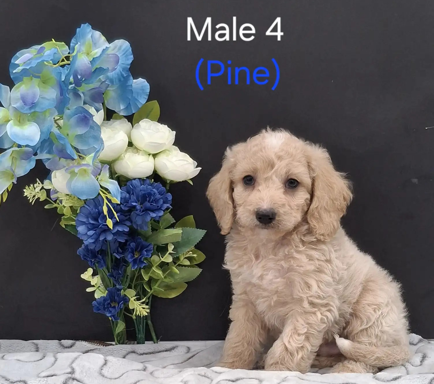 Pine