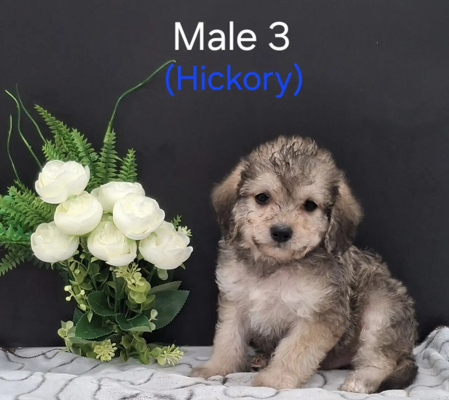Hickory
