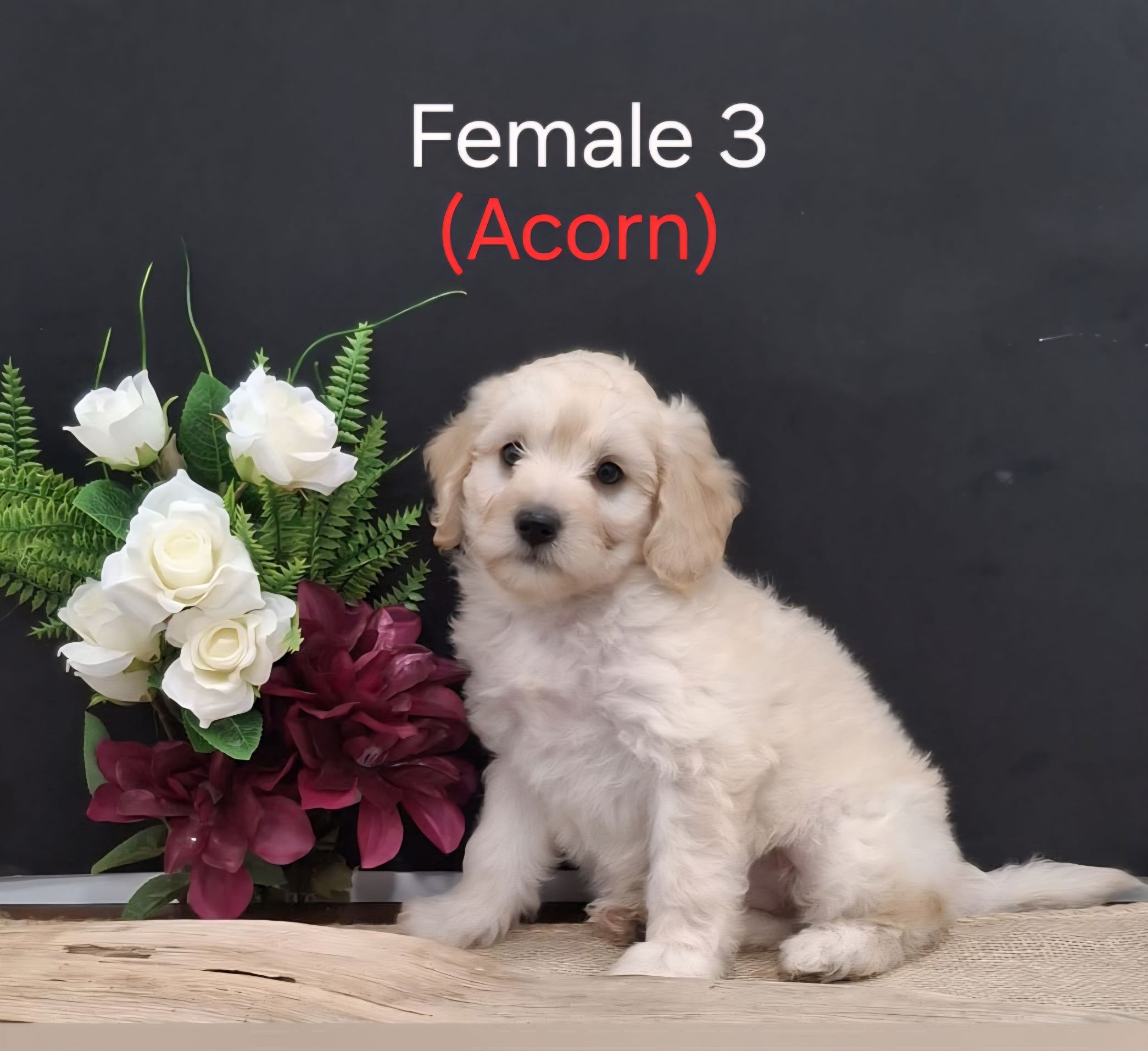 Acorn