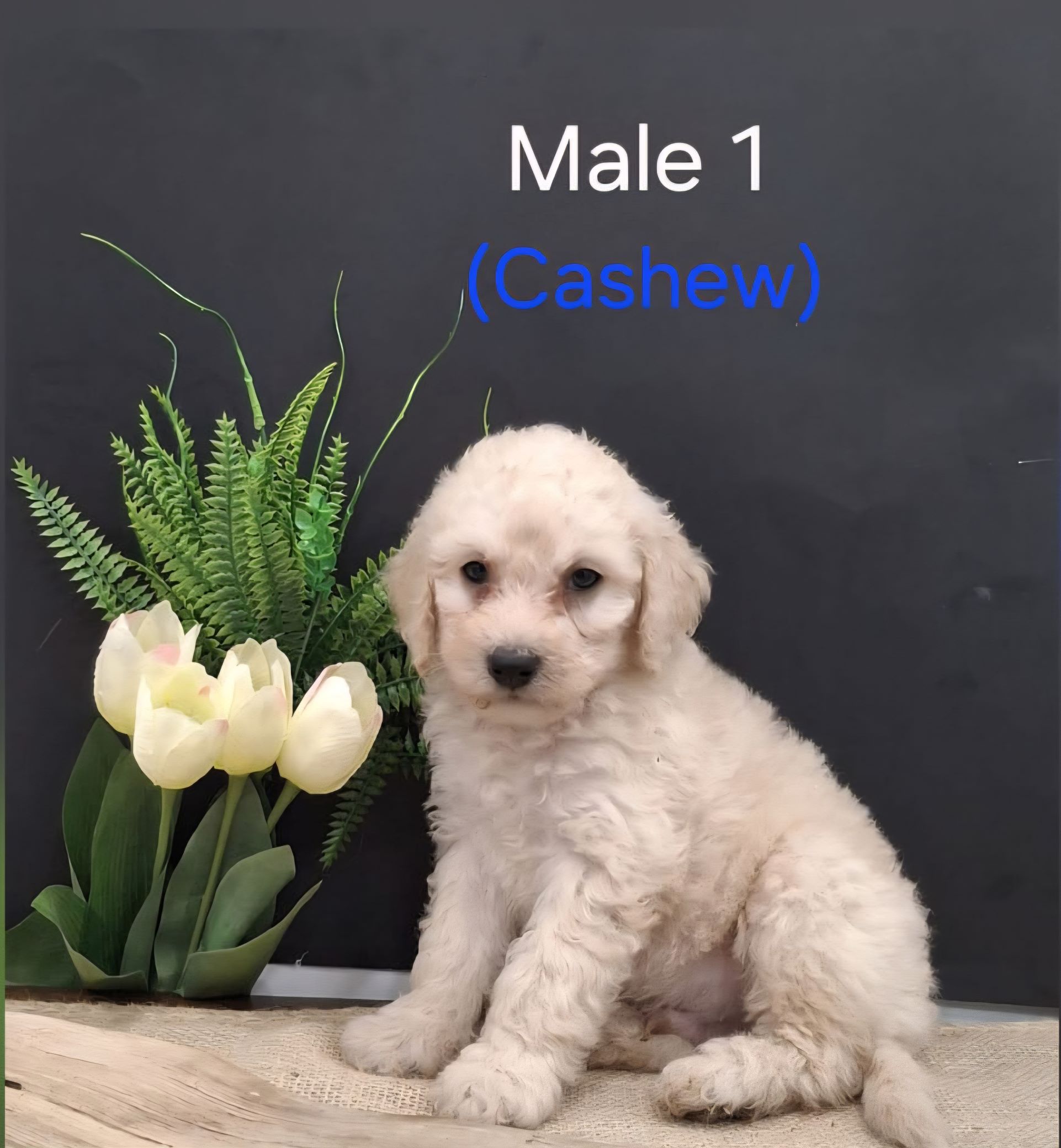 Cashew