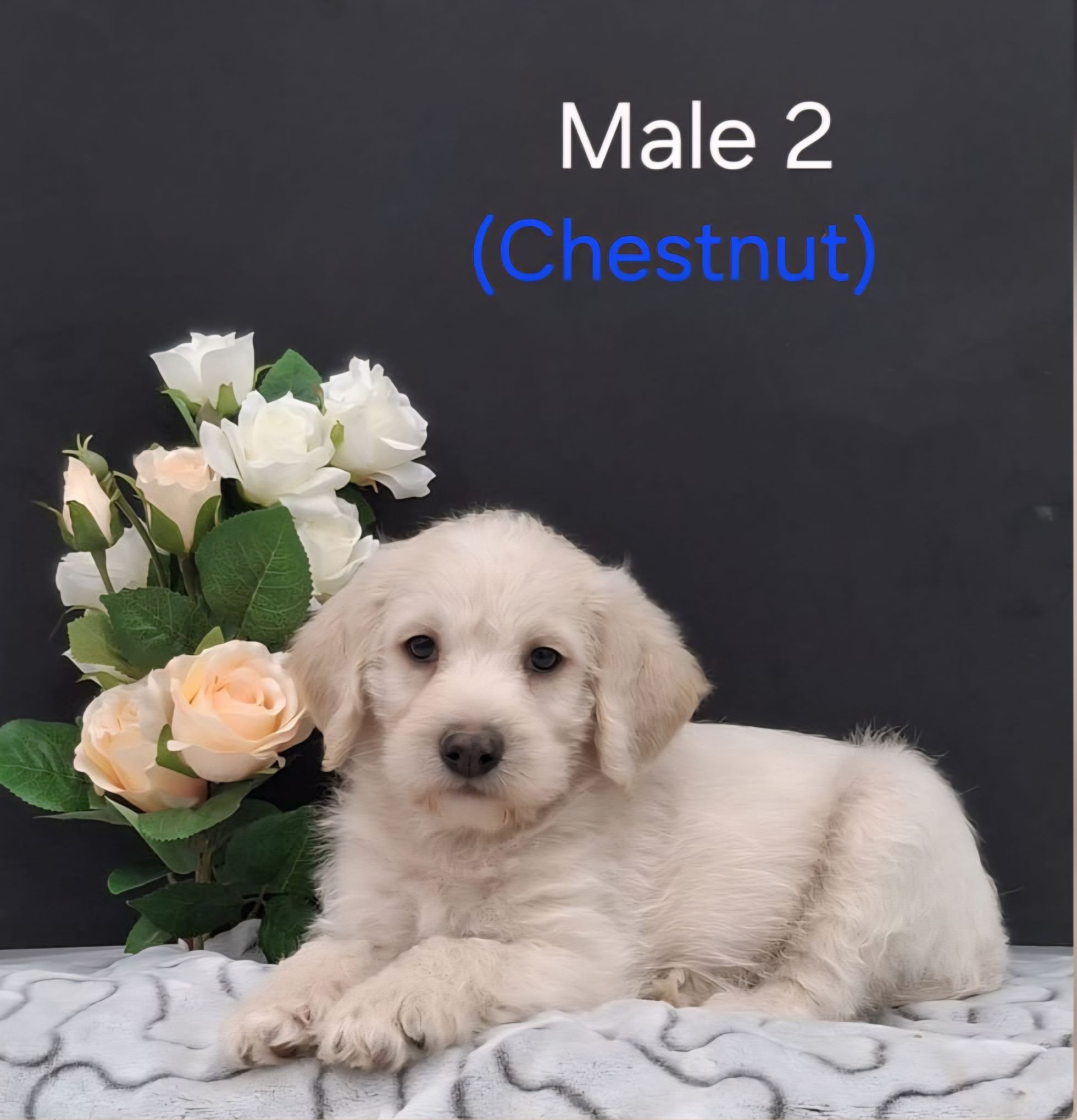 Chesnut